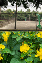 Load image into Gallery viewer, Rebecca Wang 王晨釔 – Blooming While Withering Limited Edition Postcard Set (Set of 5)