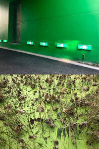 Rebecca Wang 王晨釔 'Blooming While Withering' - Limited Edition Print [April 16 - June 8 PRE-ORDER]